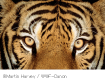 cMartin Harvey / WWF-Canon