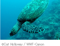 cCat Holloway / WWF-Canon