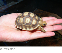 （ｃ）TRAFFIC East Asia-Japan