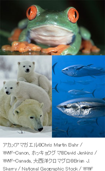 アカメアマガエルcChris Martin Bahr / WWF-Canon, ホッキョクグマcDavid Jenkins / WWF-Canada, 大西洋クロマグロcBrian J. Skerry / National Geographic Stock / WWF