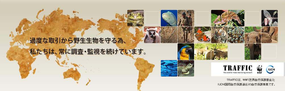 過度な取引から野生生物を守る為、私たちは、常に調査・監視を続けています。