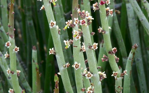 121119Euphorbia-antisyphilitica.jpg