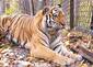 080731captive-tiger.jpg