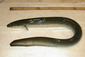 090313Europeaneel.jpg