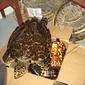 090325turtle_dom-adrian-reuter.jpg