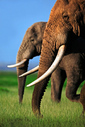 070602elephants.jpg