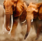 070614africanelephant.jpg
