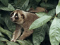 070726slowloris.jpg