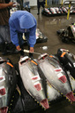 071121_big_eye_tuna.jpg