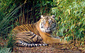 080213_Sumatran-Tiger.jpg