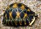 080425RadiatedTortoises.jpg