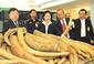 100422ivory-seizure-c-Royal-Thai-Customs.jpg