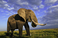 070228elephant.jpg