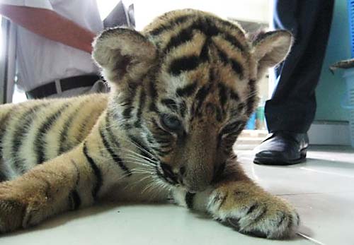 100826tiger-cub-Bangkok.jpg