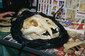 101109tiger-skull-image.jpg