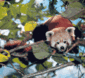 050608redpanda.gif