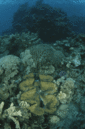 050826giantclam106672.gif