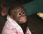 050906Yorang-utan.gif