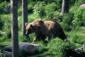 060405brownbear.gif