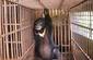 110519bear-in-cage.jpg