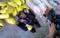 110721salted-bear-paws.jpg
