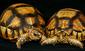 110727ploughshare_tortoises_chris-shepherd_traffic.jpg