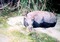 111025JavanRhino.jpg