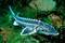111114Danube-Sturgeon.jpg