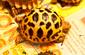120321indian-star-tortoise.jpg