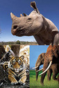 20120723Wildlife_Crime_Scorecard.jpg