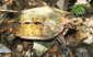 130308Ryukyu-Turtle-web-Taku-Sakoda.jpg