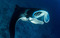 130311Manta-ray.jpg