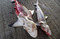 130311Sharks.jpg