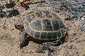 121210Horsfields-Tortoise.jpg