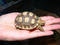 130604tortoise_onHand.jpg