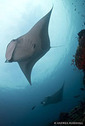 130730Giant-Mantas.jpg