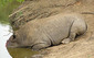 150122Black-Rhino.jpg