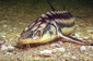 150918Sturgeons.jpg