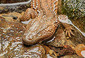 151000Earless-Monitor-Lizard.jpg