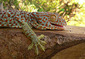 151106Tokay-Gecko.jpg