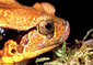 160809False-Tomato-Frog.jpg