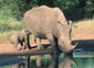 160922white-rhino.jpg