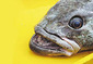 160925_Antarctic-Toothfish.jpg