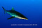 161004Silky-Shark.jpg
