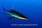161004Silky-Shark.jpg