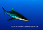 161004Silky-Shark.jpg