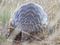 161028Ground-pangolin.jpg