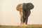 180102_Elephant.jpg