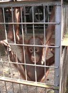 050617OrangUtan.gif