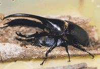 050805herculusbeetle.gif